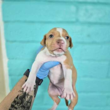 Lavender -  Coonhound Dog for Adoption in Wahiawa, Hawaii - Lavender | PetCurious