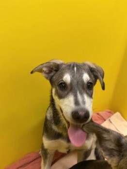 Mixed Breed Dogs Available for Adoption - Sarge | PetCurious