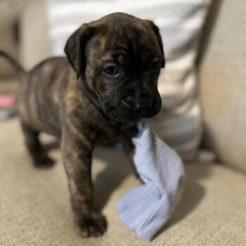 Yellow Labrador Retriever Dogs Available for Adoption - Calliope / Willow | PetCurious