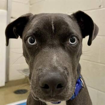 Pit Bull Terrier and Mixed Breed Dogs Available for Adoption in St. Louis, Missouri - RUGBY | PetCurious