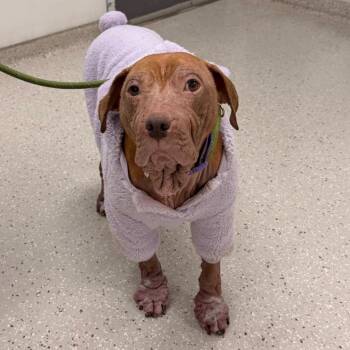 Pit Bull Terrier Dogs Available for Adoption in Indianapolis, Indiana - Ember | PetCurious