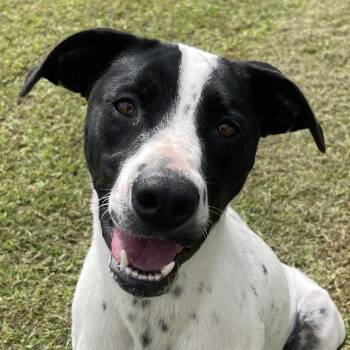 Cattle Dog and Mixed Breed Dogs Available for Adoption in Blairsville, Georgia - Sissy | PetCurious