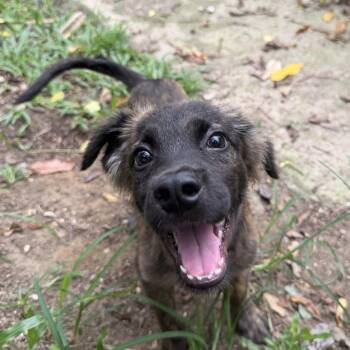 Arlo -  Labrador Retriever Dog for Adoption in New York, New York - Arlo | PetCurious
