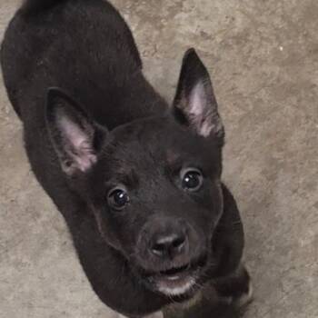 Carol -  Retriever and Mixed Breed Dog for Adoption in Fairfax Station, Virginia - Carol | PetCurious