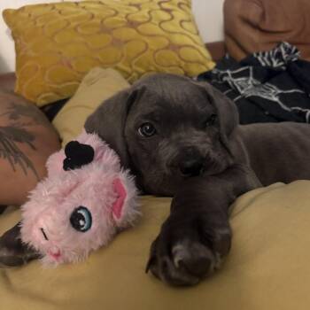 Marcello -  Cane Corso Dog for Adoption in Los Angeles, California - Marcello | PetCurious