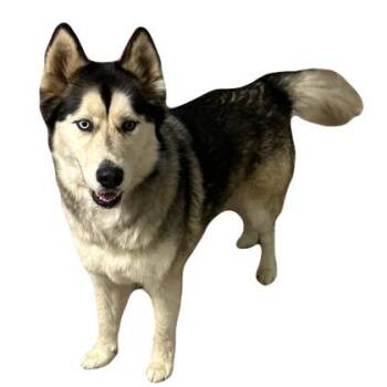 Mikah -  Siberian Husky Dog for Adoption in Red Bluff, California - Mikah | PetCurious