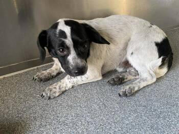 Dachshund and Mixed Breed Dogs Available for Adoption in Tustin, California - OLLIE | PetCurious