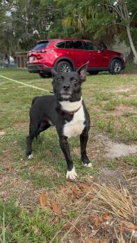 Cricket -  Rat Terrier Dog for Adoption in Lakeland, Florida - Cricket | PetCurious