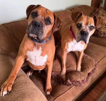 Boxer Dogs Available for Adoption in Shakopee, Minnesota - Sandy - FOSTER OR ADOPT ME WITH DANNY!! | PetCurious