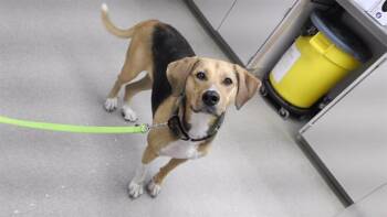 Black And Tan Coonhound and Mixed Breed Dogs Available for Adoption in Omaha, Nebraska - HOUDINI | PetCurious