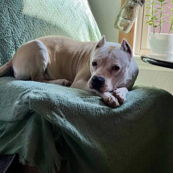 Rescue American Bulldog Dogs for Adoption in Williston, Vermont - Mama Lilly | PetCurious