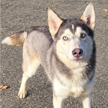 Twizzler -  Husky and Mixed Breed Dog for Adoption in Concord, North Carolina - Twizzler | PetCurious
