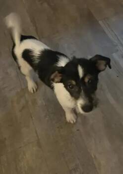 Elodie -  Chihuahua Dog for Adoption in Wyoming, Michigan - Elodie | PetCurious