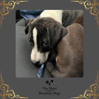 Rescue American Staffordshire Terrier and Labrador Retriever Dogs for Adoption in Cumberland, Rhode Island - Duke | PetCurious