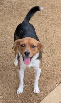 Daisy A218082 -  Beagle Dog for Adoption in Plano, Texas - Daisy A218082 | PetCurious