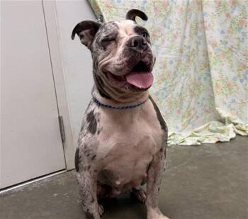 MORGAN -  Staffordshire Bull Terrier Dog for Adoption in Rosenberg, Texas - MORGAN | PetCurious