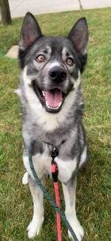 JACOB (Rescues welcome) -  Husky Dog for Adoption in Wyandotte, Michigan - JACOB (Rescues Welcome) | PetCurious