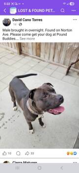 Mixed Breed Dogs Available for Adoption in Muskegon, Michigan - Otter | PetCurious