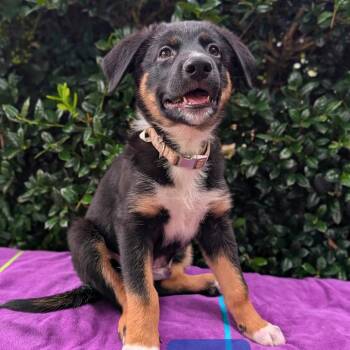 Hermit 06-1623 -  Australian Shepherd and Australian Cattle Dog Blue Heeler Dog for Adoption in Covington, Georgia - Hermit 06-1623 | PetCurious