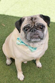 Jefe -  Pug Dog for Adoption in Gardena, California - Jefe | PetCurious