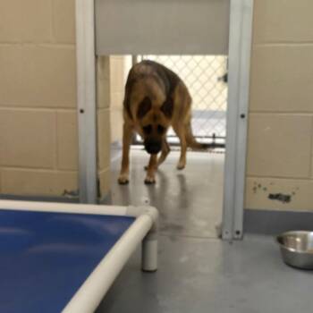 Mixed Breed Dogs Available for Adoption in Columbus, Georgia - 05/29/2026-Stray-AshlandAvenue_3 | PetCurious