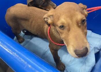 Mixed Breed Dogs Available for Adoption in Dallas, Texas - SCOBBY | PetCurious