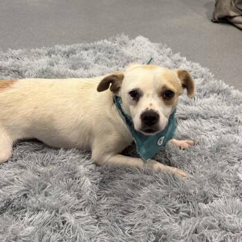 Wilbur -  Mixed Breed Dog for Adoption in Canal Winchester, Ohio - Wilbur | PetCurious