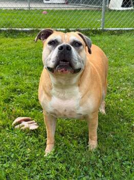 Ruth -  Mixed Breed Dog for Adoption in Viroqua, Wisconsin - Ruth | PetCurious