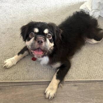 Browz -  French Bulldog Dog for Adoption - Browz | PetCurious