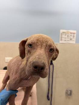 Wanda -  Terrier and Mixed Breed Dog for Adoption in Honolulu, Hawaii - Wanda | PetCurious