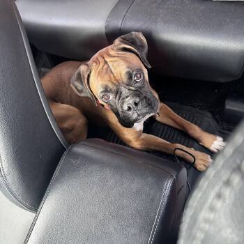 Boxer Dogs Available for Adoption - Sunday | PetCurious