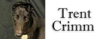 Trent Crimm -  Greyhound Dog for Adoption in Douglasville, Georgia - Trent Crimm | PetCurious
