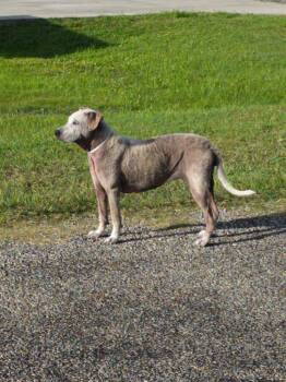 Hummingbird -  Mixed Breed Dog for Adoption in Rockport, Texas - Hummingbird | PetCurious