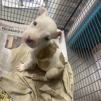 Patches -  American Staffordshire Terrier and Mixed Breed Dog for Adoption in San Antonio, Texas - Patches | PetCurious
