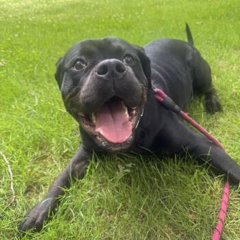 Meena -  Rottweiler Dog for Adoption in Peconic, New York - Meena | PetCurious