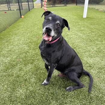Ben -  Mixed Breed Dog for Adoption in Winston-salem, North Carolina - Ben | PetCurious