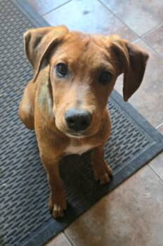 Rowan -  Redbone Coonhound and Smooth Fox Terrier Dog for Adoption in Bella Vista, Arkansas - Rowan | PetCurious
