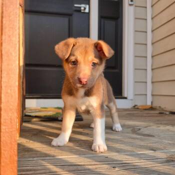 Mixed Breed Dogs Available for Adoption in Fredericksburg, Virginia - Annamoa | PetCurious