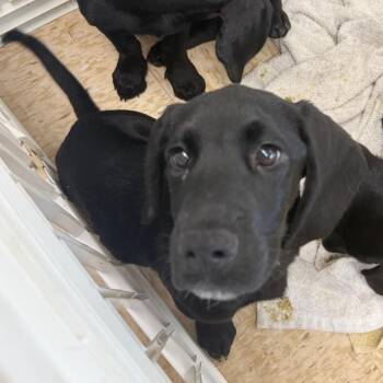 Waco -  Basset Hound and Black Labrador Retriever Dog for Adoption in Breese, Illinois - Waco | PetCurious