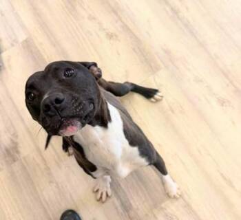 Pit Bull Terrier and Mixed Breed Dogs Available for Adoption in Daytona Beach, Florida - Brave - 1 | PetCurious