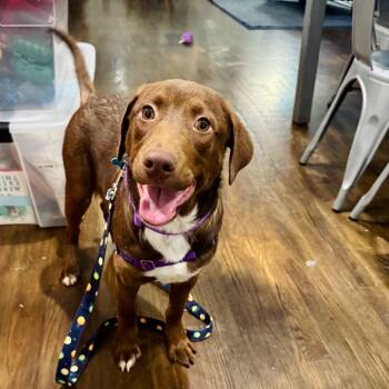 Rescue Mixed Breed Dogs for Adoption in Chicago, Illinois - Marty | PetCurious