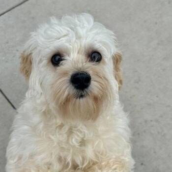 Mixed Breed Dogs Available for Adoption - Peperoni | PetCurious