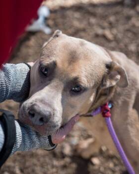 Mixed Breed Dogs Available for Adoption in Chamblee, Georgia - Squash | PetCurious