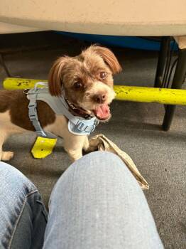 Ben -  Terrier Dog for Adoption - Ben | PetCurious