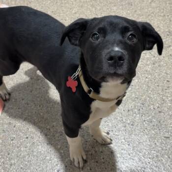 Labrador Retriever Dogs Available for Adoption in Valparaiso, Indiana - Callum | PetCurious