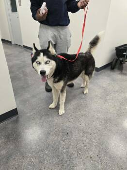 Husky Dogs Available for Adoption in Laplace, Louisiana - Rocky | PetCurious