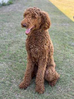 Standard Poodle Dogs Available for Adoption in Helotes, Texas - Copper | PetCurious