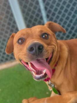 Rust -  Labrador Retriever and Mixed Breed Dog for Adoption in Fruit Heights, Utah - Rust | PetCurious