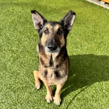 German Shepherd Dog Dogs Available for Adoption - Axel  | PetCurious