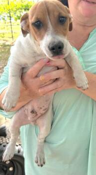 Jack Russell Terrier Dogs Available for Adoption in St. Augustine, Florida - Carl | PetCurious